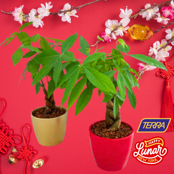 lunar new year lucky money tree plant