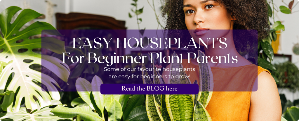 A woman holds a Snake Plant in a room full of tropical houseplants. She wears a yellow dress. Text: Easy Houseplants for Beginner Plant Parents.