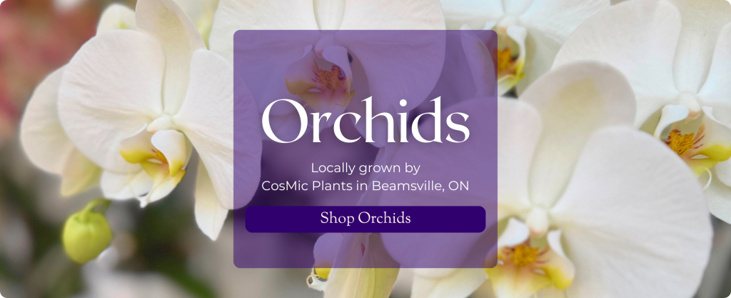 White Phalaenopsis orchid blooms up close. Text: Orchids locally grown by CosMic Plants in Beamsville, ON. Shop Orchids.