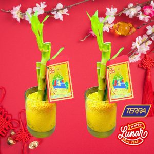 Lucky bamboo small plants for lunar new year