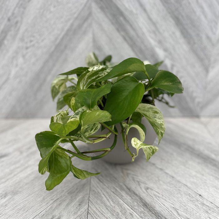 6&#8243; Pothos in Ceramic