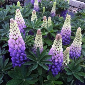 Lupin West Country Persian Slipper 1gal