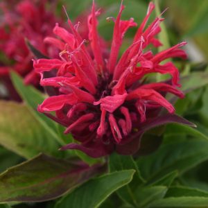 Monarda Beebalm Red 1gal