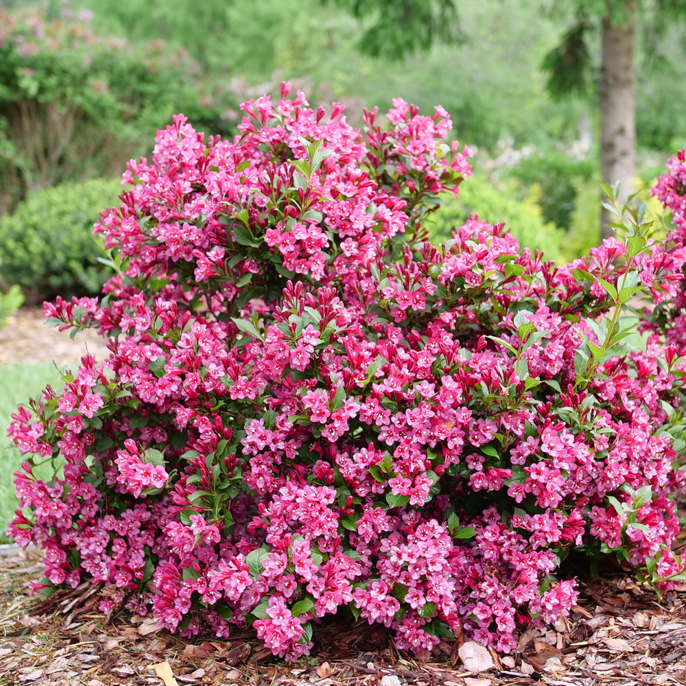 Weigela "Sonic Bloom Punch" by Proven Winners (2gal pot)