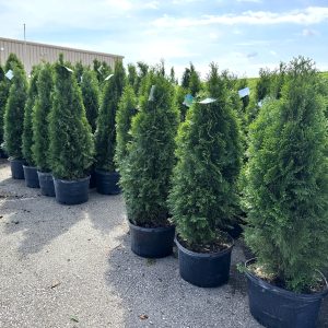 Ontario grown Emerald Cedars in various sizes at TERRA Greenhouses