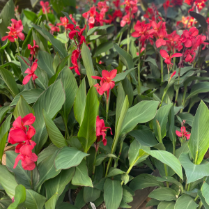 10" Canna Lily - Growers Choice