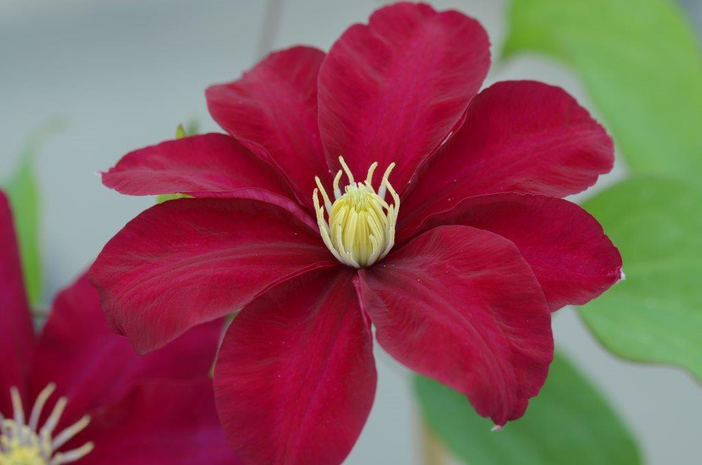 Raymond Evison Clematis Issey - 2gal