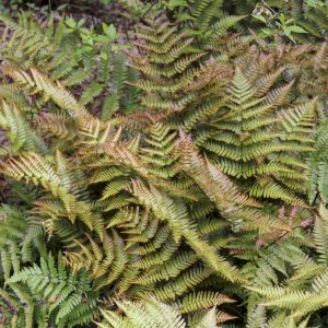 Fern Autumn 1gal