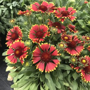 Gaillardia 2gal (two colours to choose from)