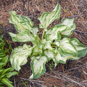 Hosta Frog in My Throat 1gal