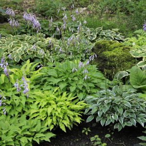 Hosta Medley - Grower's Choice 1gal