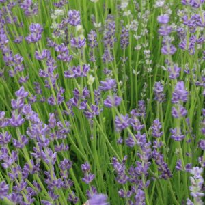 English Lavender Munstead 2gal