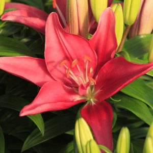 Lily Asiatic - Tiny Series - 1gal