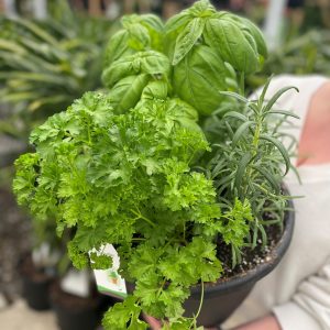 Mixed Herb Planter product image