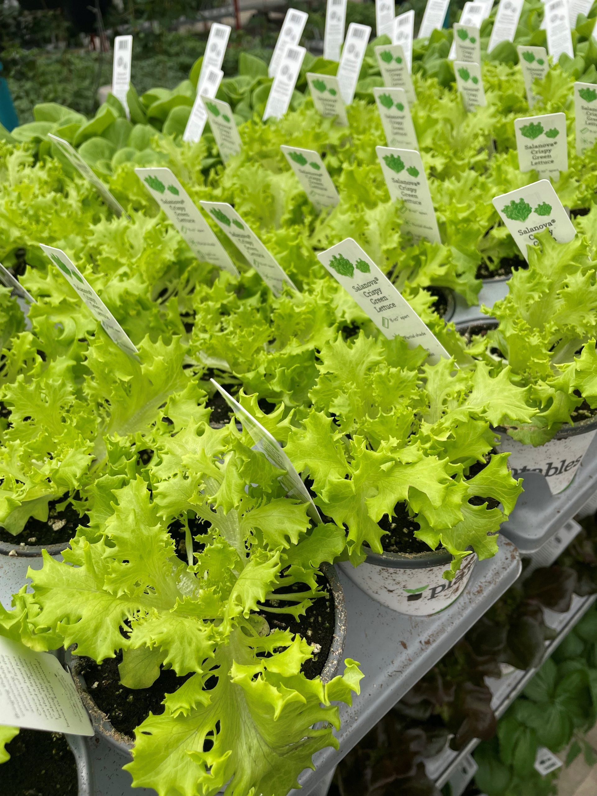 Crispy Green Lettuce product image