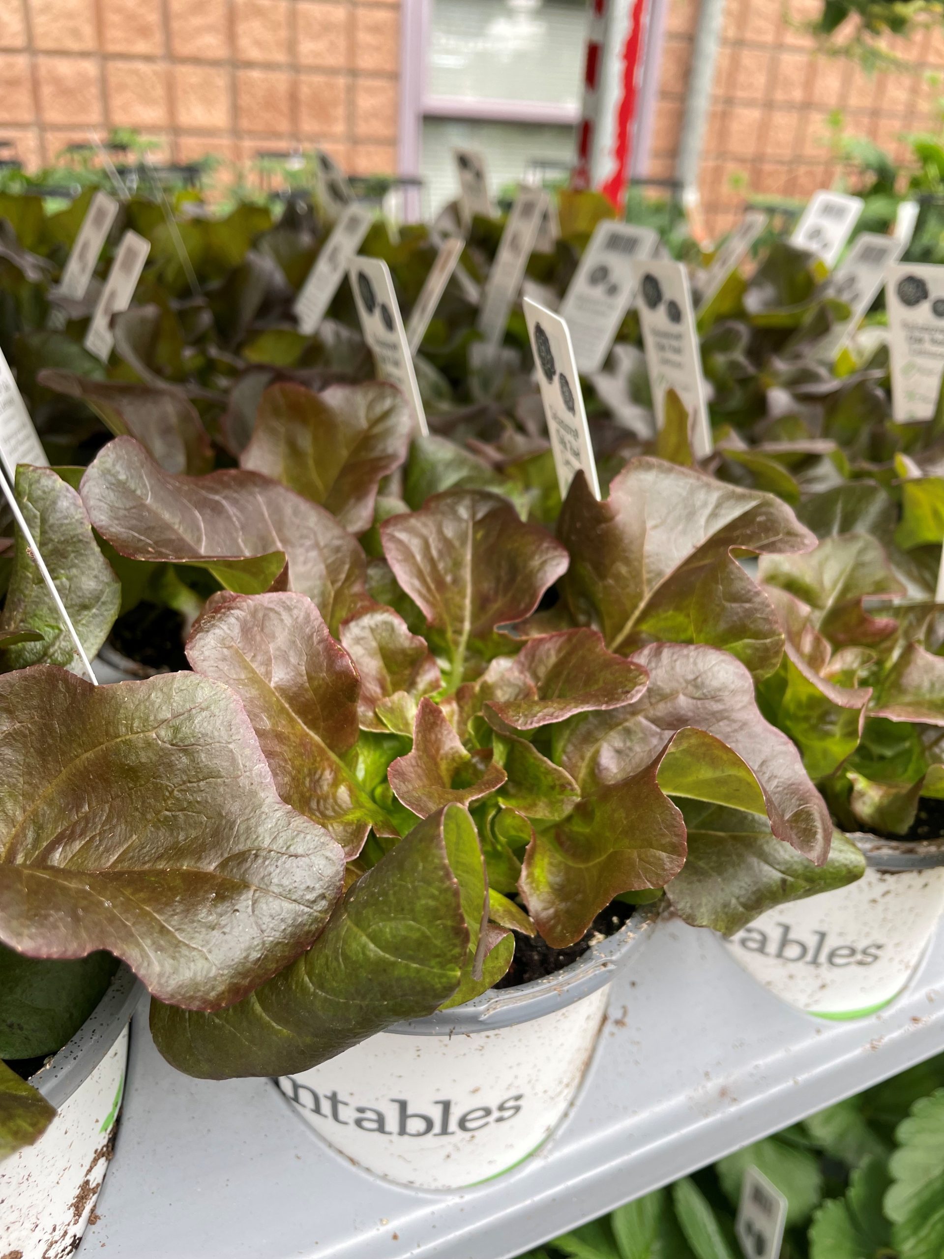 Oak Red Lettuce product image