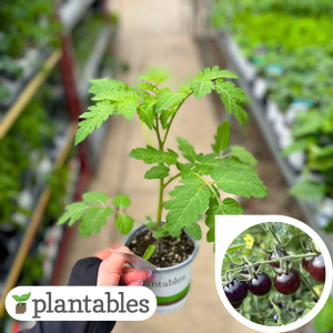 Indigo Blue Berry Tomato product image