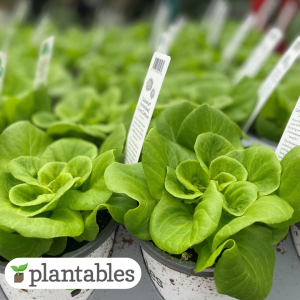 Butterhead Green Lettuce product image