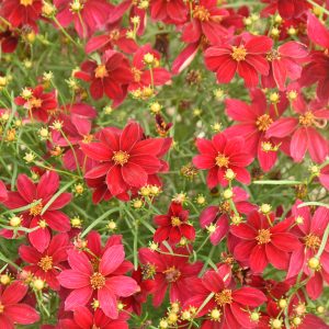 Coreopsis Designer Threads® 'Scarlet Ribbons' by Proven Winners 1gal