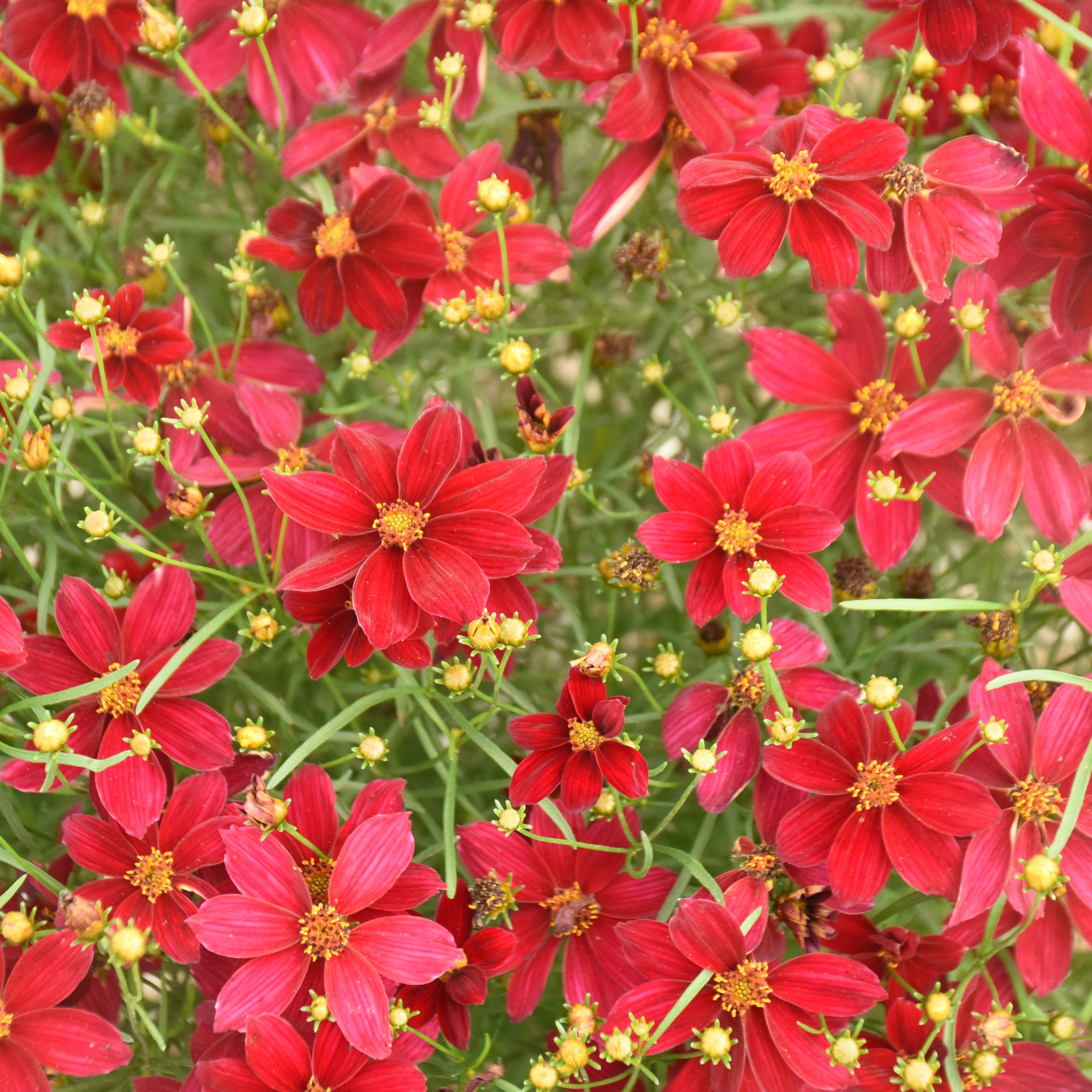 Coreopsis Designer Threads® 'Scarlet Ribbons' by Proven Winners 1gal