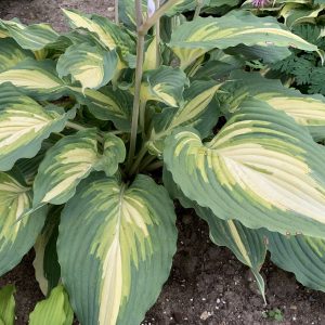 Hosta Love Story by Proven Winners 1gal