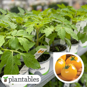 Lemon Boy Tomato product image