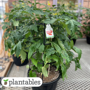 Little Napoli Tomato Planter product image