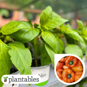 Orange Bell Pepper product image