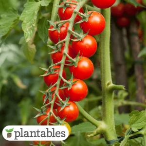 Rapunzel Tomato product image