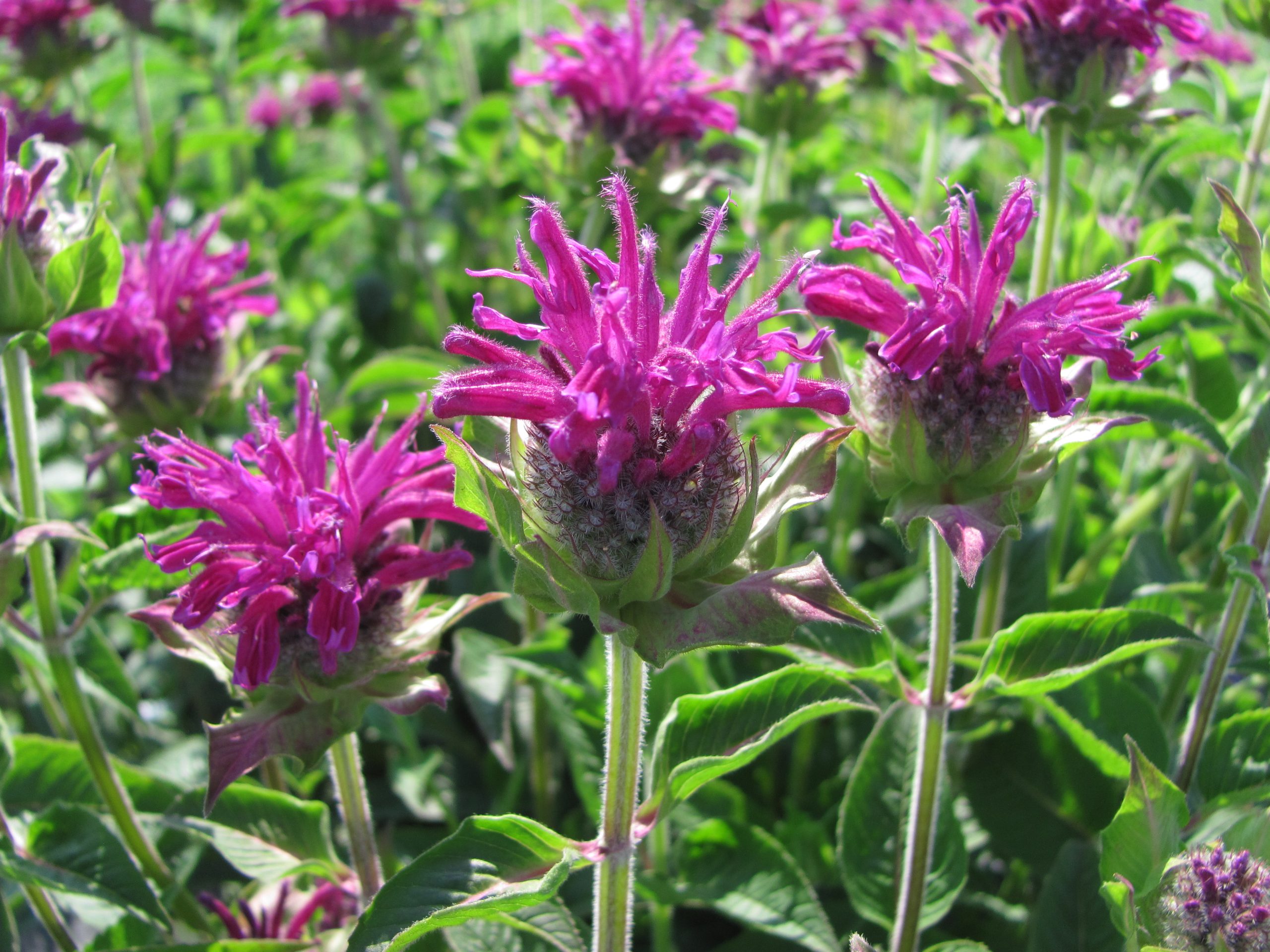 Monarda - Beebalm 2gal