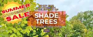 Our selection of shade trees on sale is available in TERRA store locations.