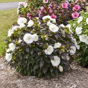 Perennial Hibiscus Summerific 'Cookies & Cream' by Proven Winners 2gal