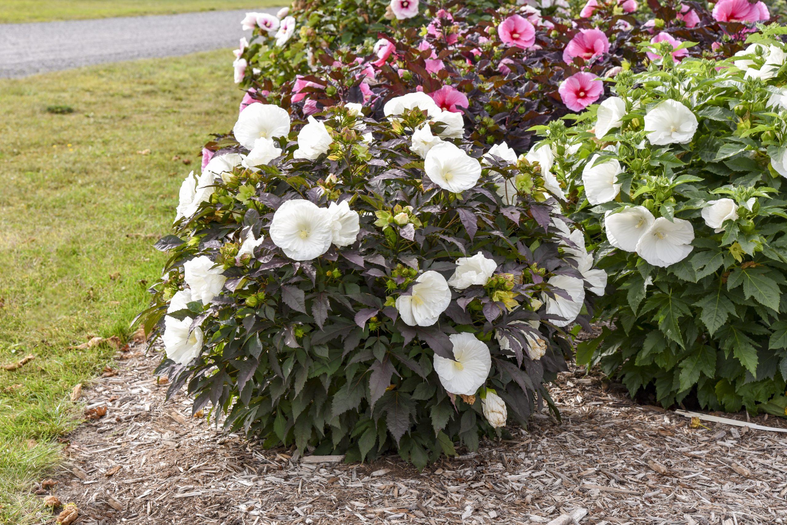 Perennial Hibiscus Summerific 'Cookies & Cream' by Proven Winners 2gal
