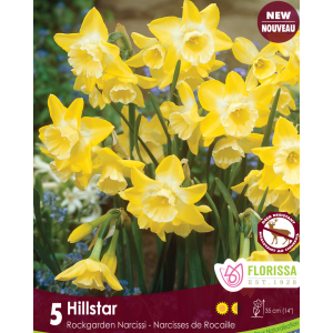 Narcissus Hillstar (5bulbs/pkg)