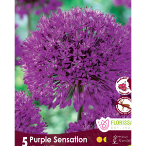 Allium Purple Sensation (5bulbs/pkg)