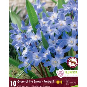 Chionodoxas Forbesii (10bulbs/pkg)