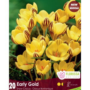 Crocus Early Gold (20bulbs/pkg)