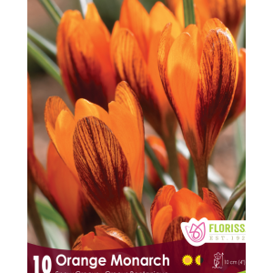 Crocus Orange Monarch (10bulbs/pkg)