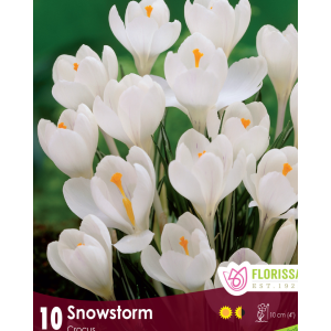Crocus Snowstorm (10bulbs/pkg)