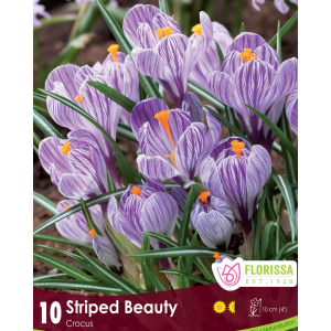Crocus Striped Beauty (10bulbs/pkg)