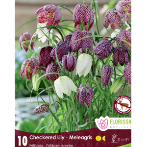 Fritillaria meleagris (10bulbs/pkg)