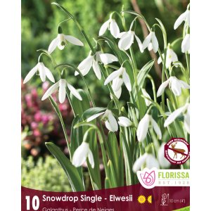 Galanthus Elwesii (10bulbs/pkg)