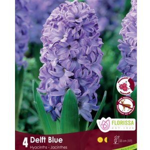 Hyacinth Delft Blue (4bulbs/pkg)