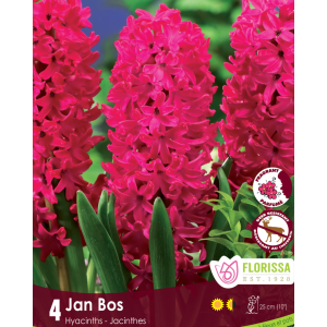 Hyacinth Jan Bos (4bulbs/pkg)