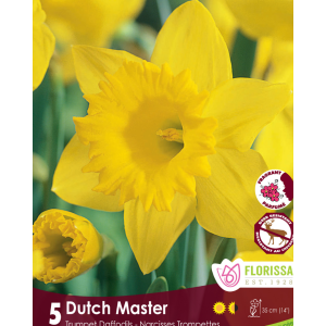 Narcissus Dutch Master  (5bulbs/pkg)