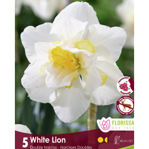 Narcissus White Lion (5bulbs/pkg)