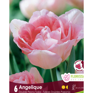 Tulip Angelique (6bulbs/pkg)