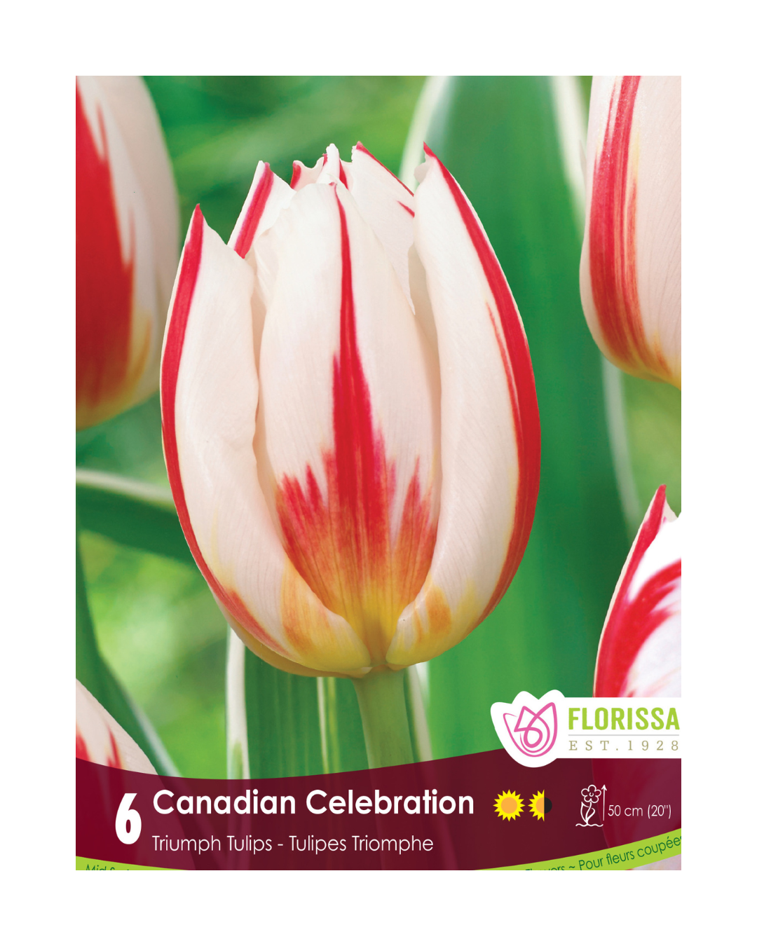 Tulip Canadian Celebration (6bulbs/pkg)