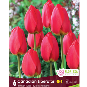 Tulip Canadian Liberator (6bulbs/pkg)