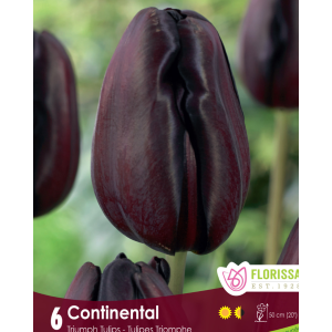 Tulip Continental (6bulbs/pkg)